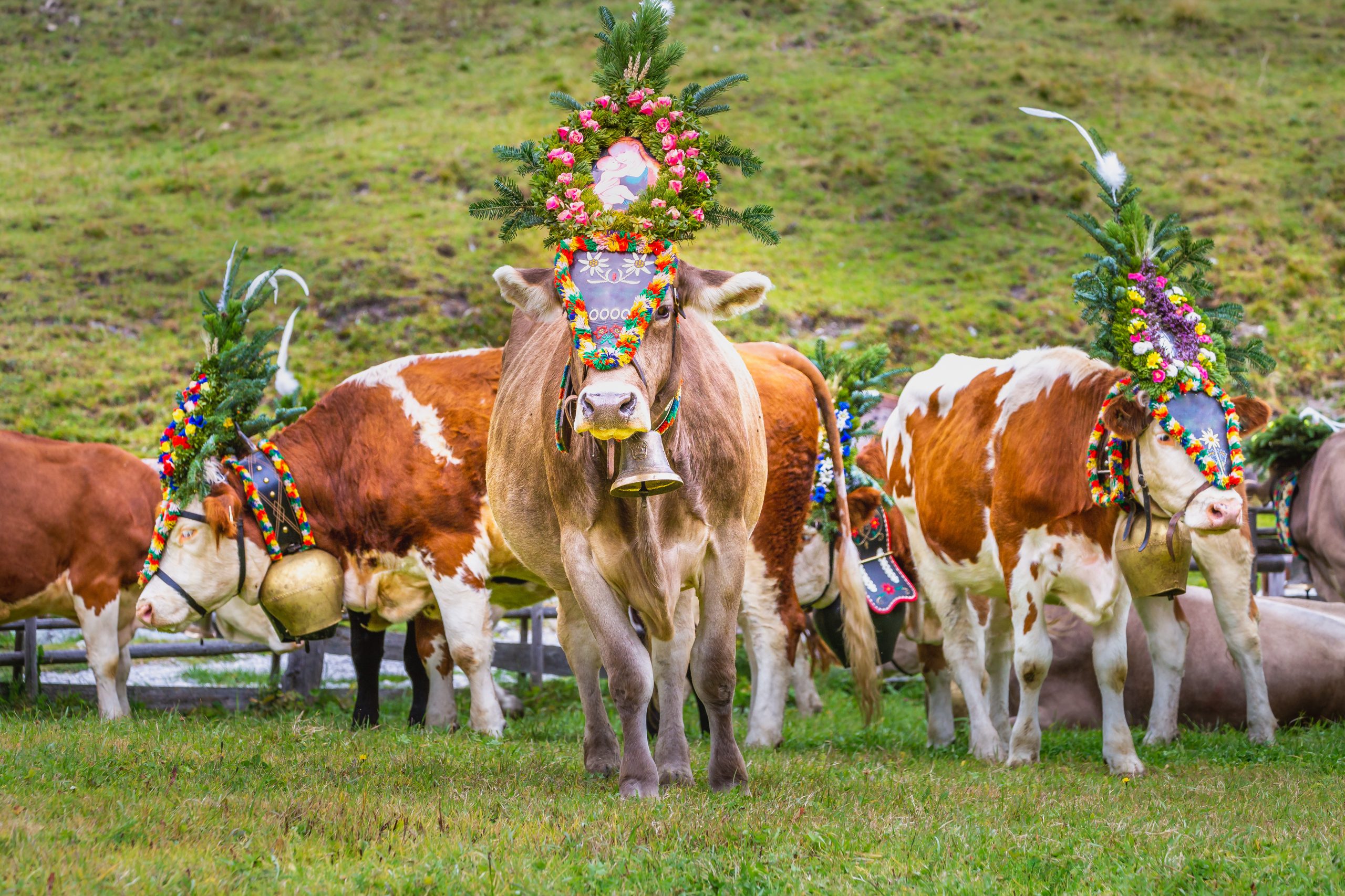 Le Tyrol et sa transhumance