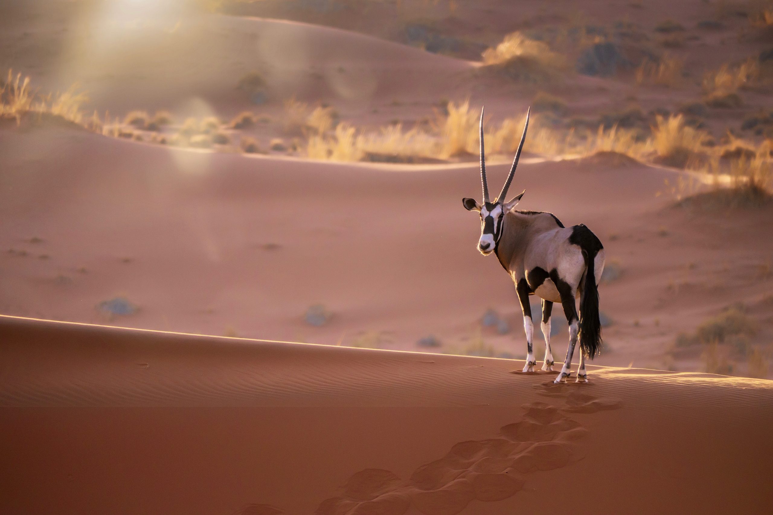 La Namibie en terre sauvage